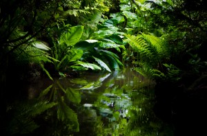 Jungle by George Hodan